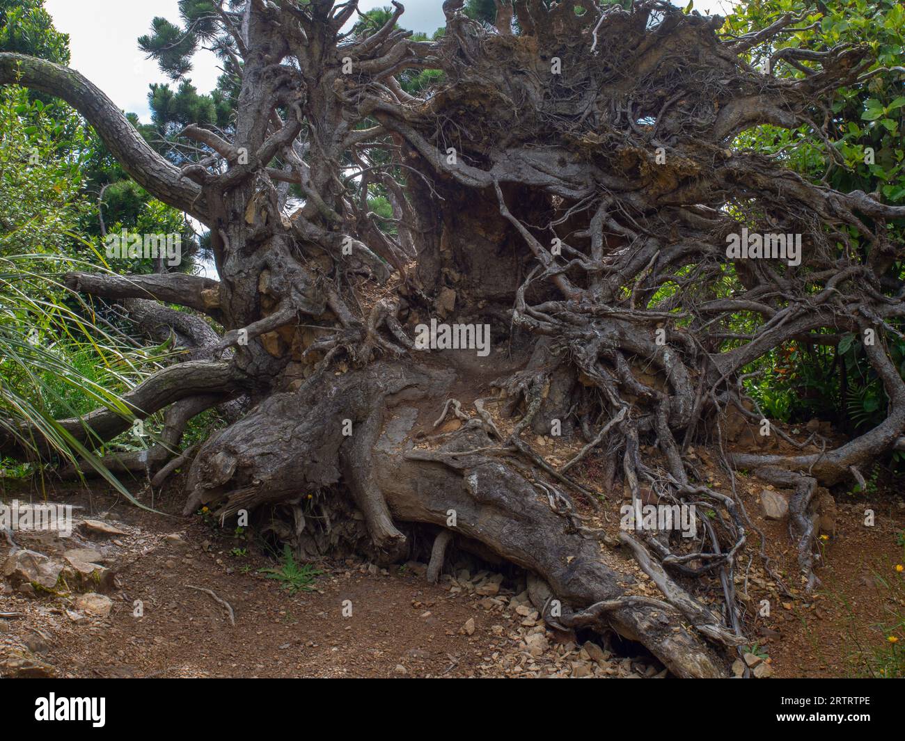 Fallen Tree Roots Stock Photo