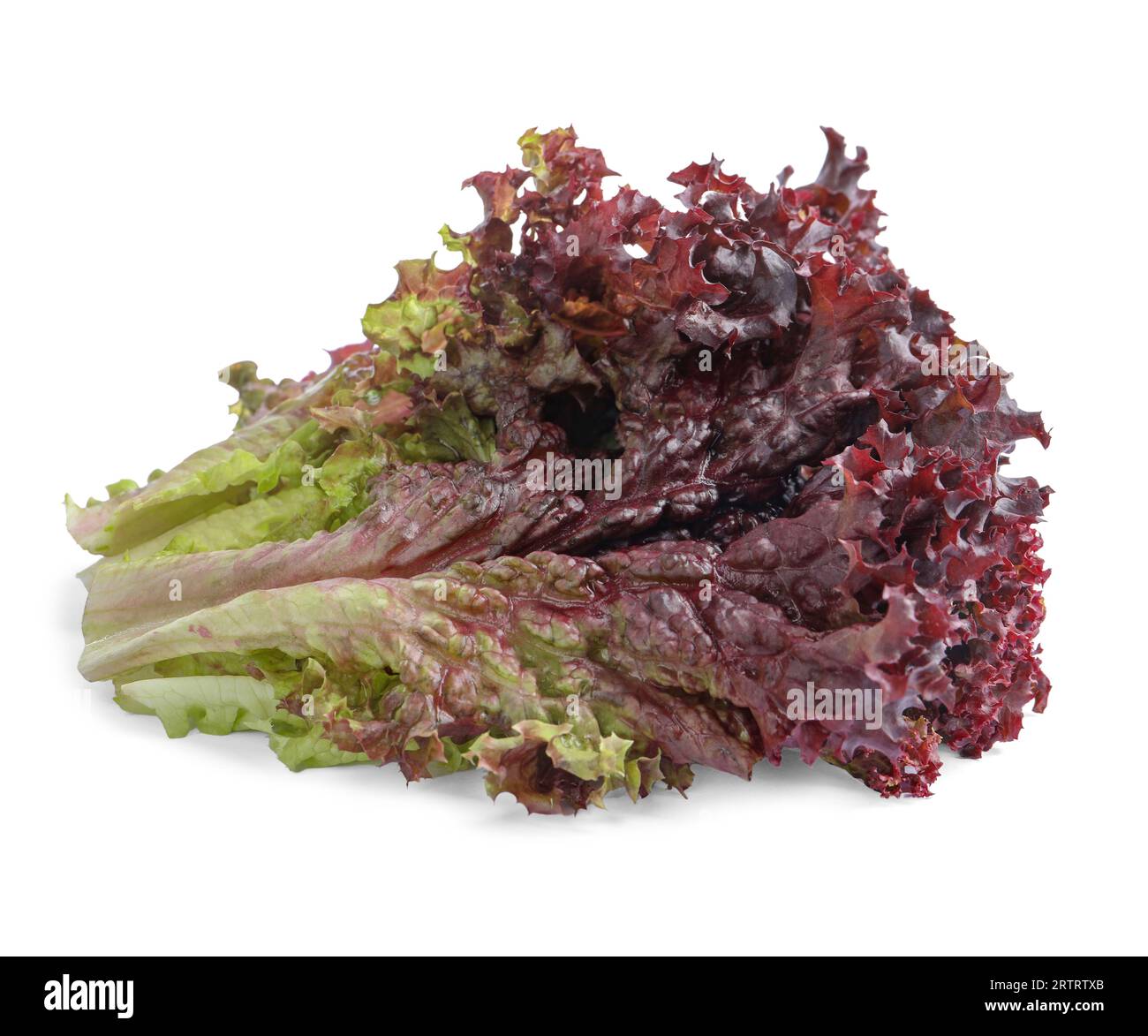 Lollo rossa leaves hi-res stock photography and images - Alamy