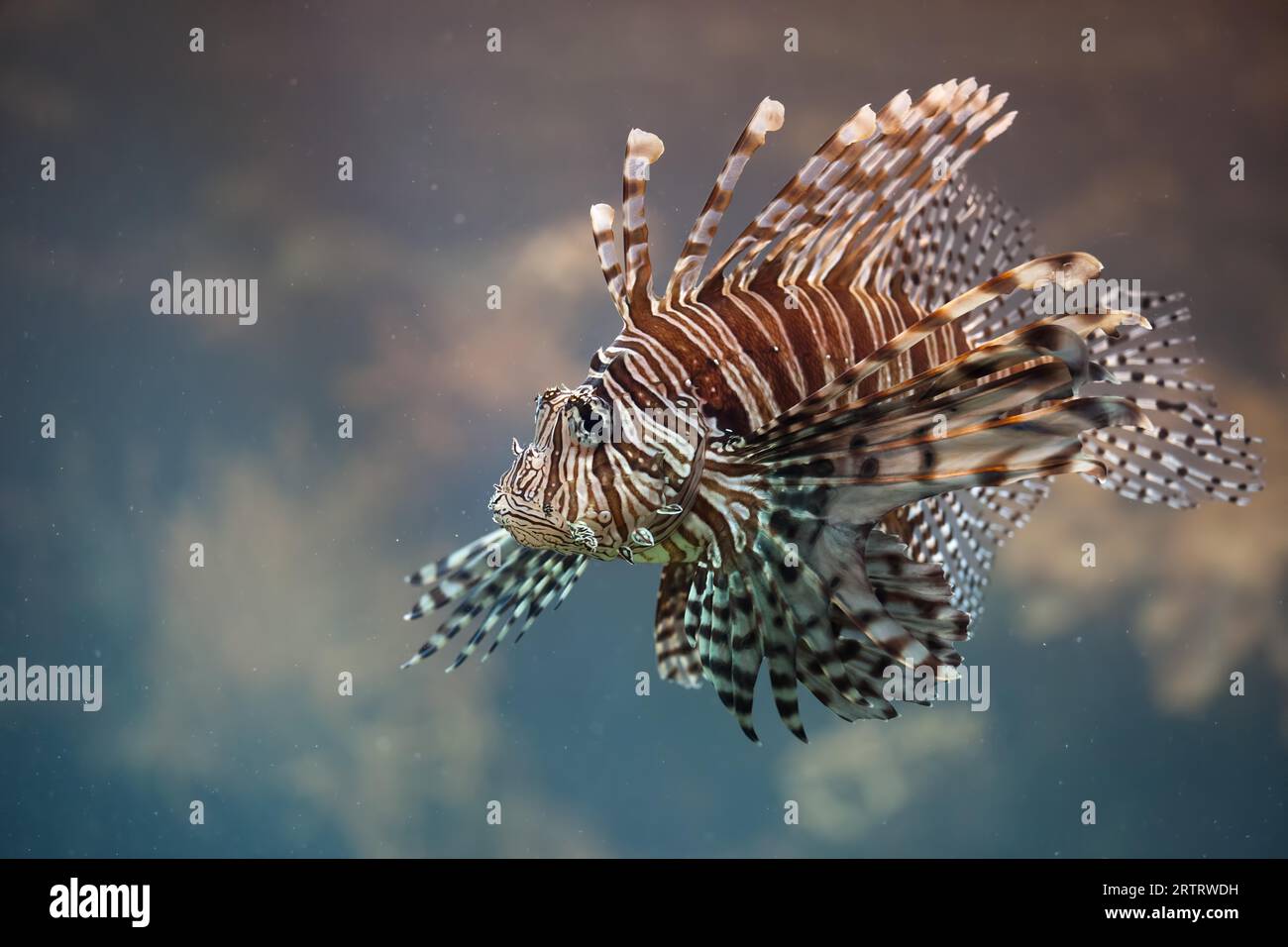 Red Lionfish Pterois Volitans Venomous Coral Reef Fish Stock Photo 
