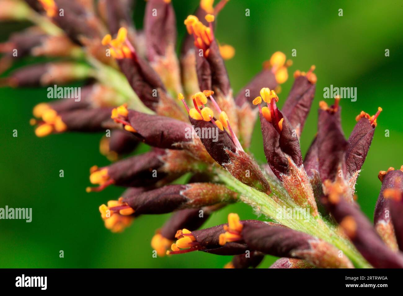 Amorpha fruticosa flowers in natural state, North China Stock Photo