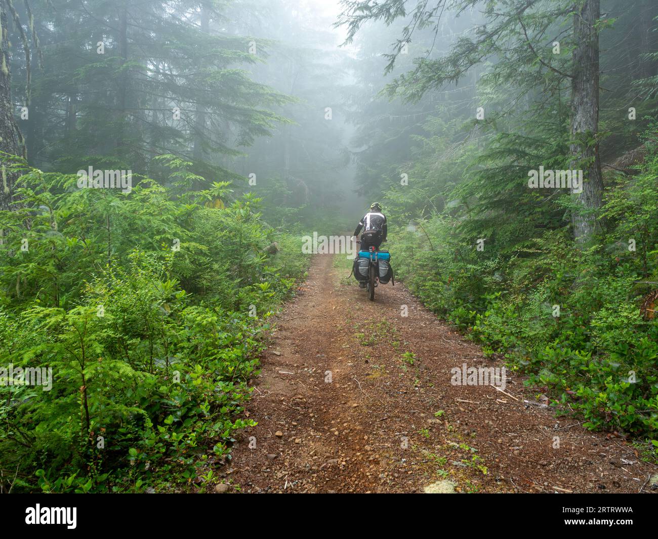 WA23701-00...WASHINGTON - Tom Kirkendall on the Hood Canal  Olympic Bikepacking from the Top Route riding through the mist on a foggy morning above th Stock Photo
