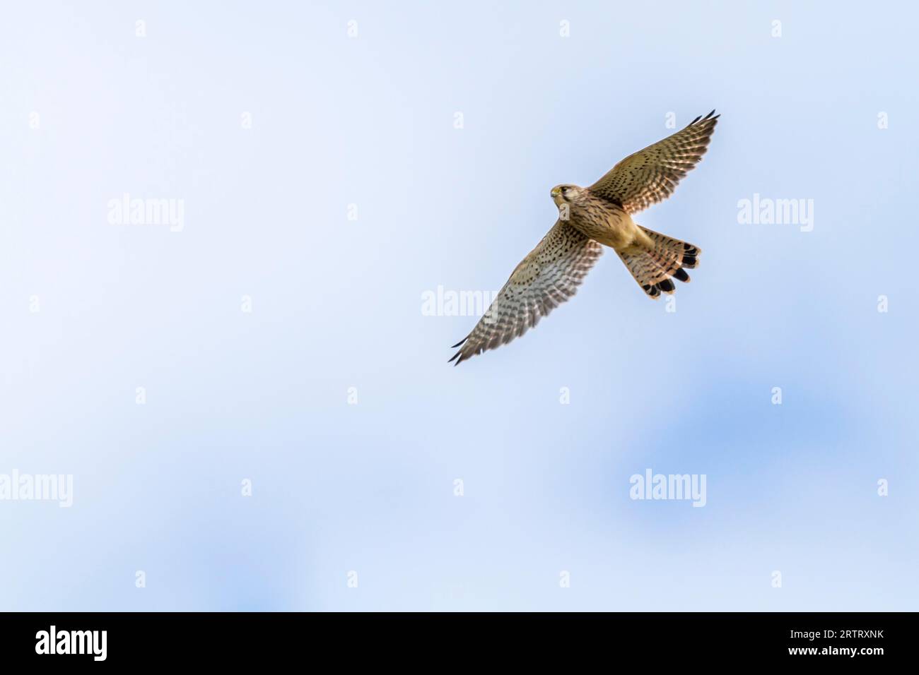 Hunting Kestrel, Common krestel in the flight Stock Photo