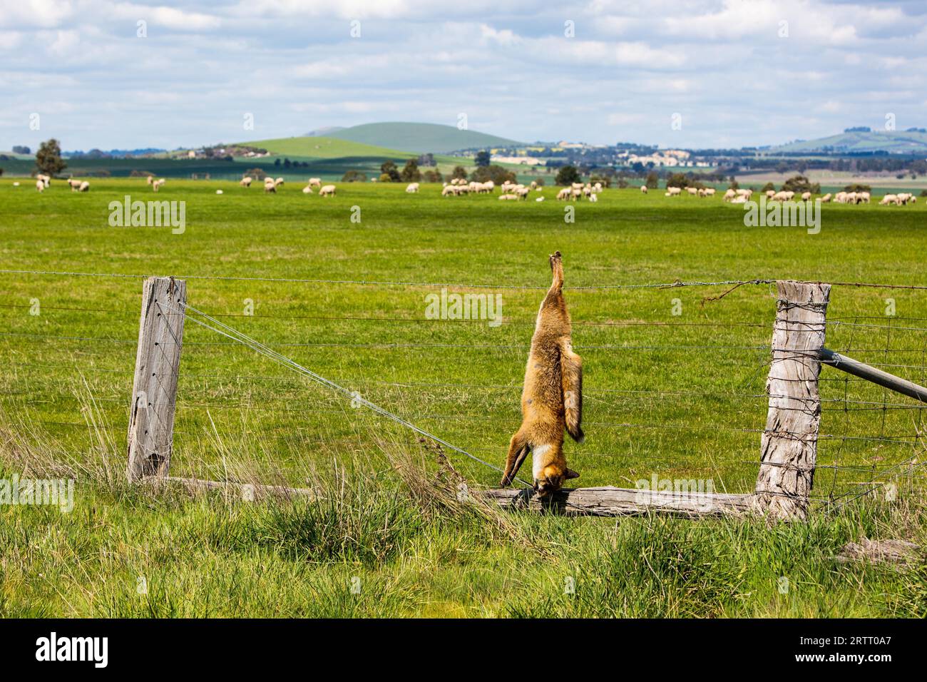 Dead Fox Stock Photo