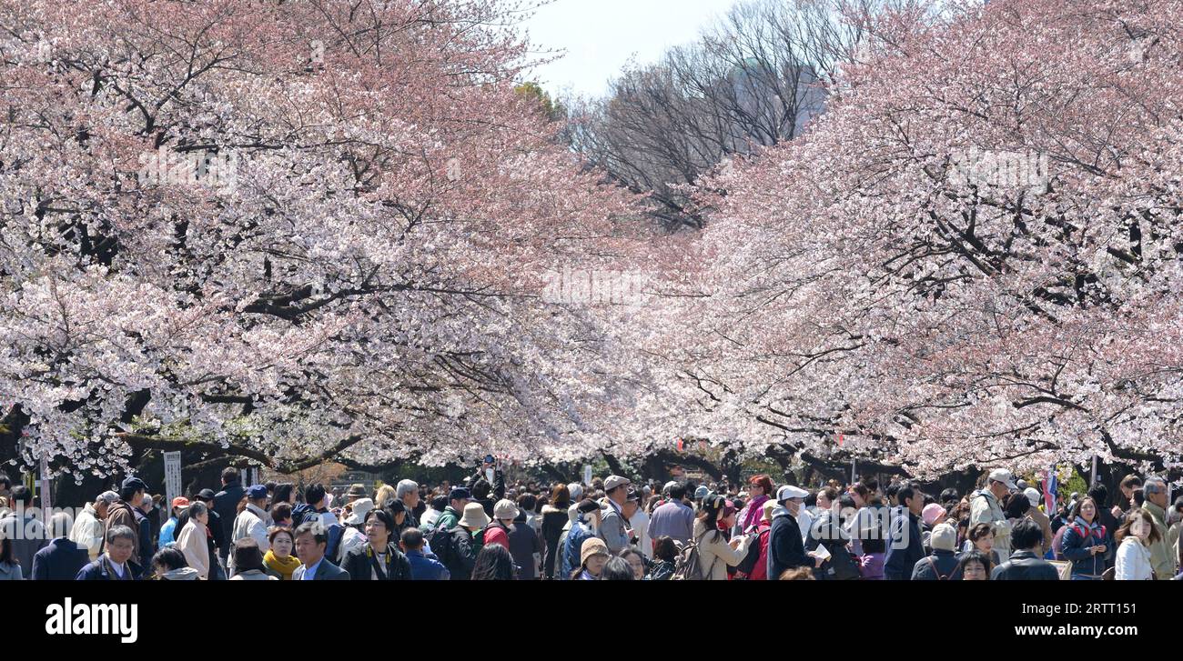 The cherry blossom season in Ueno Park is extremely popular with locals and visitors alike, Tokyo JP Stock Photo