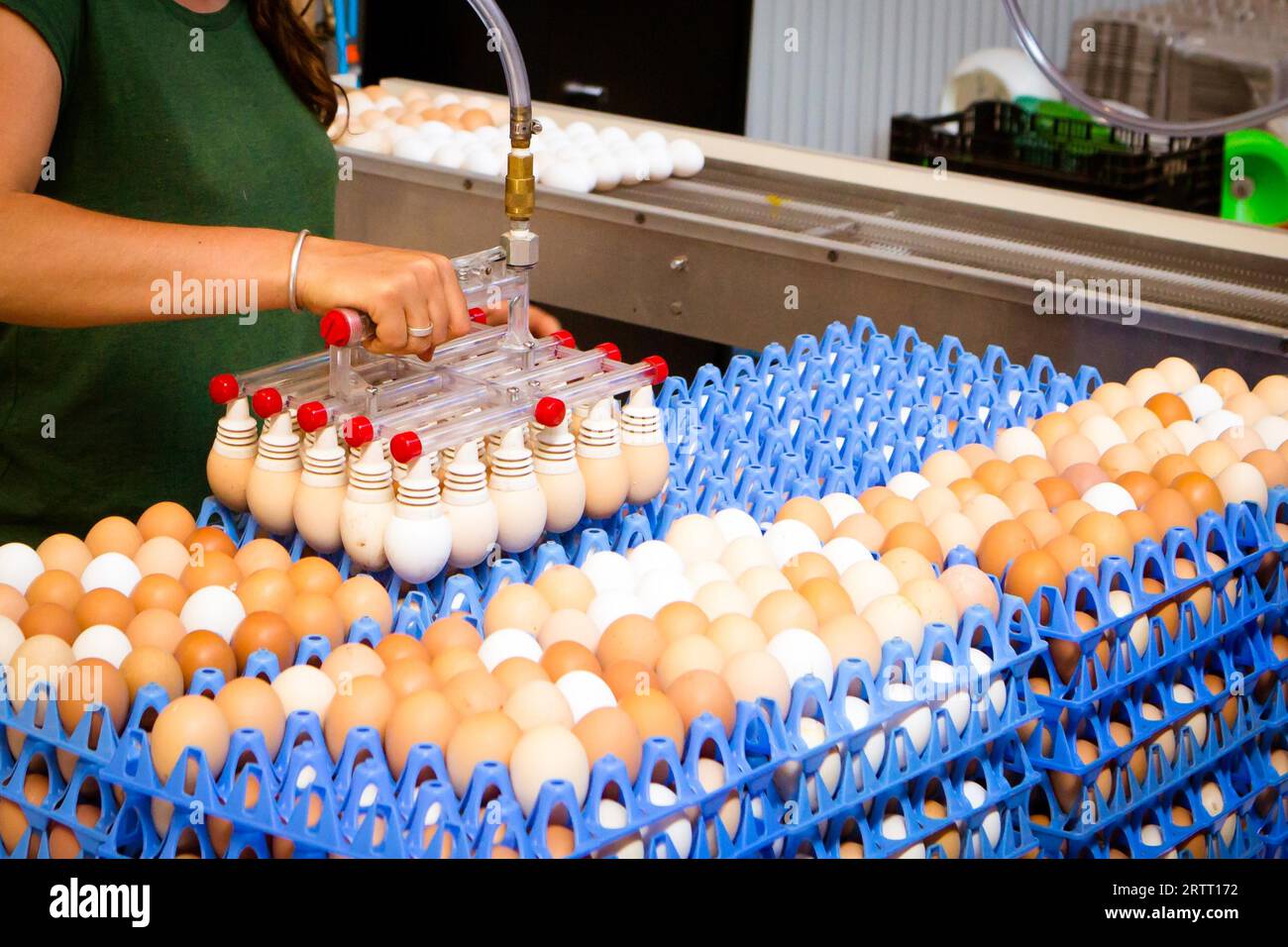 A machine helps to sort fresh laid eggs in a factory in Australia Stock