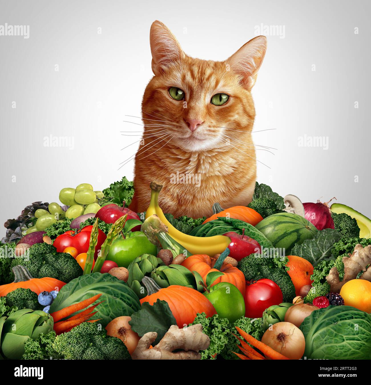 Cat Vegan Diet and health benefits of cats eating fruits and vegetables for plant-based diets as a green alternative meal for feline pets as green veg Stock Photo