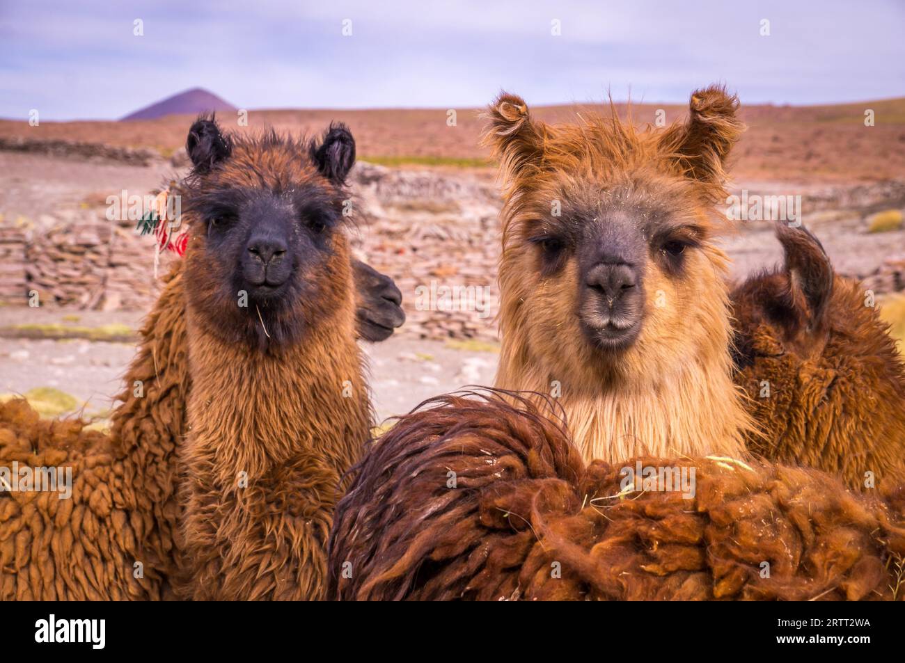 Two brown lamas looking directly in the camera. Alpacas are popular animals in South America for their wool and their meat Stock Photo