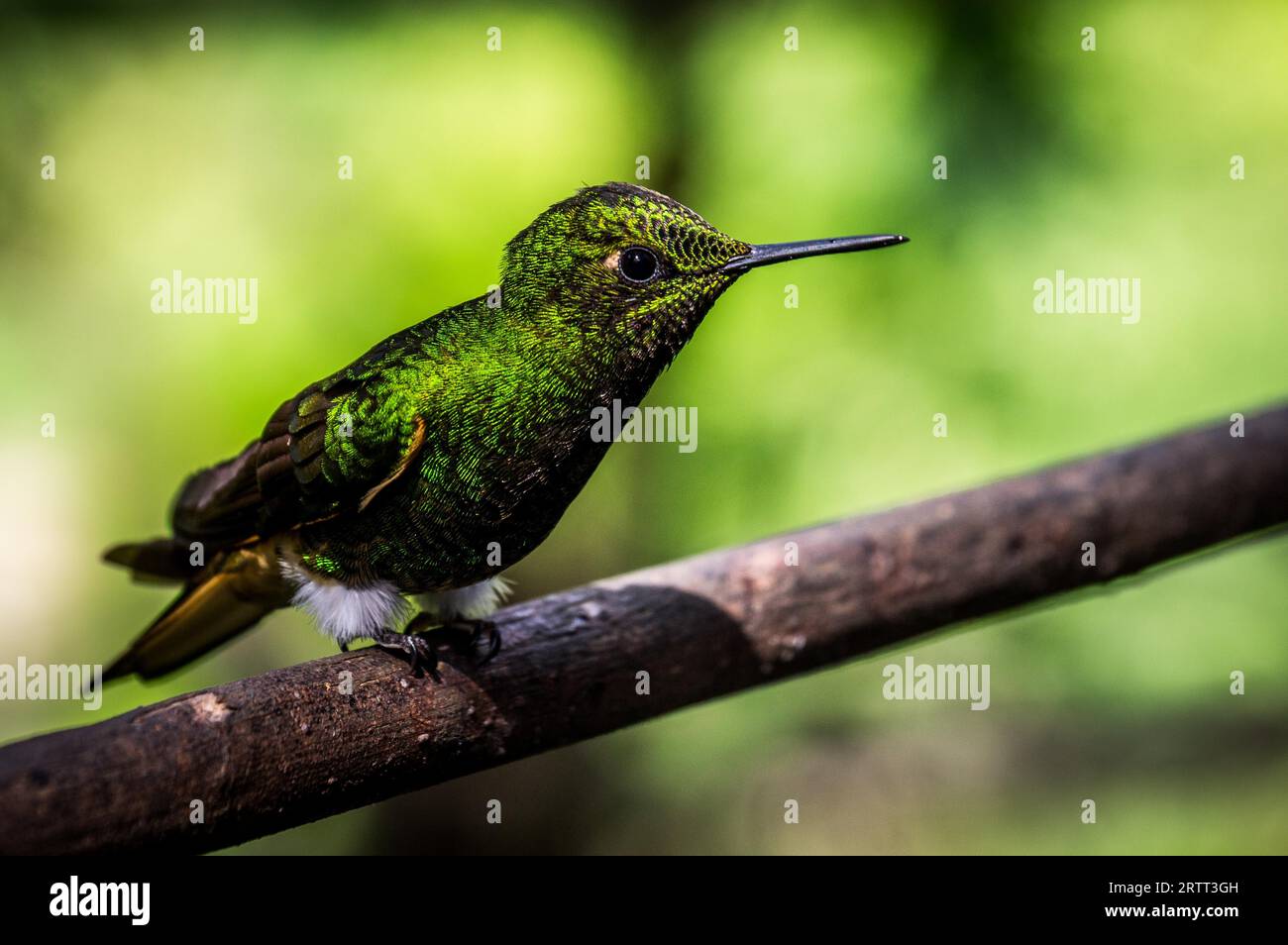 A green hummingbird sits on a branch. Hummingbirds are capable of moving their wings very fast Stock Photo