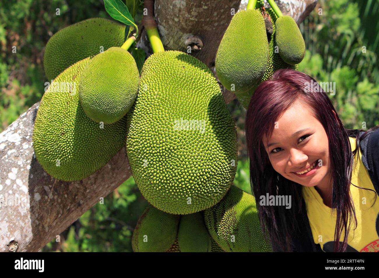 Jackfruit tree (Artocarpus heterophyllus) on tree, Indonesia Stock Photo