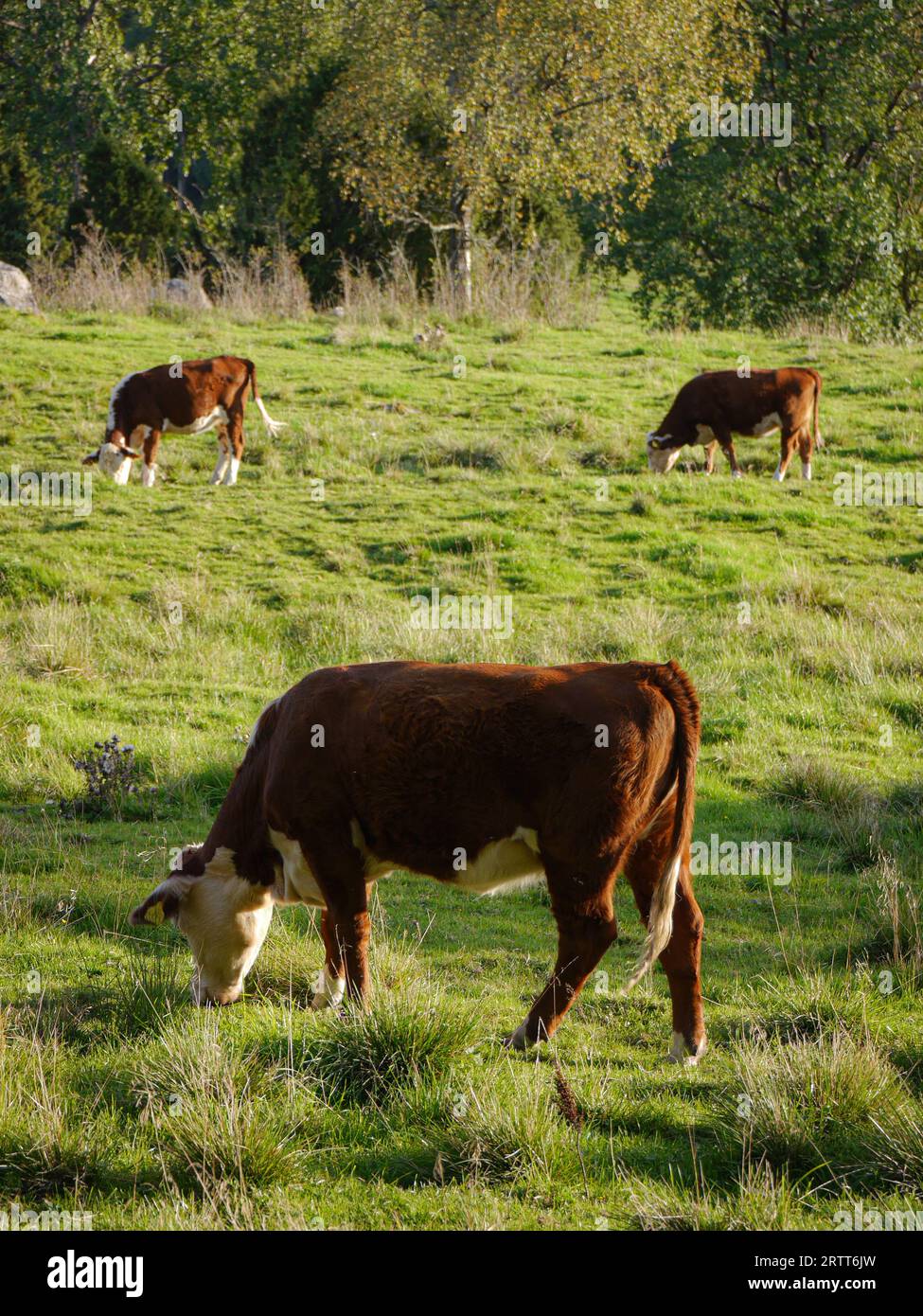 Cows grazing in grassy hi-res stock photography and images - Alamy