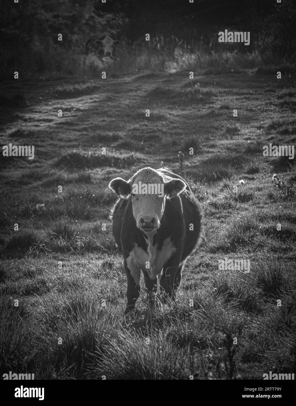 Black and white cow standing on the grassy field hi-res stock ...