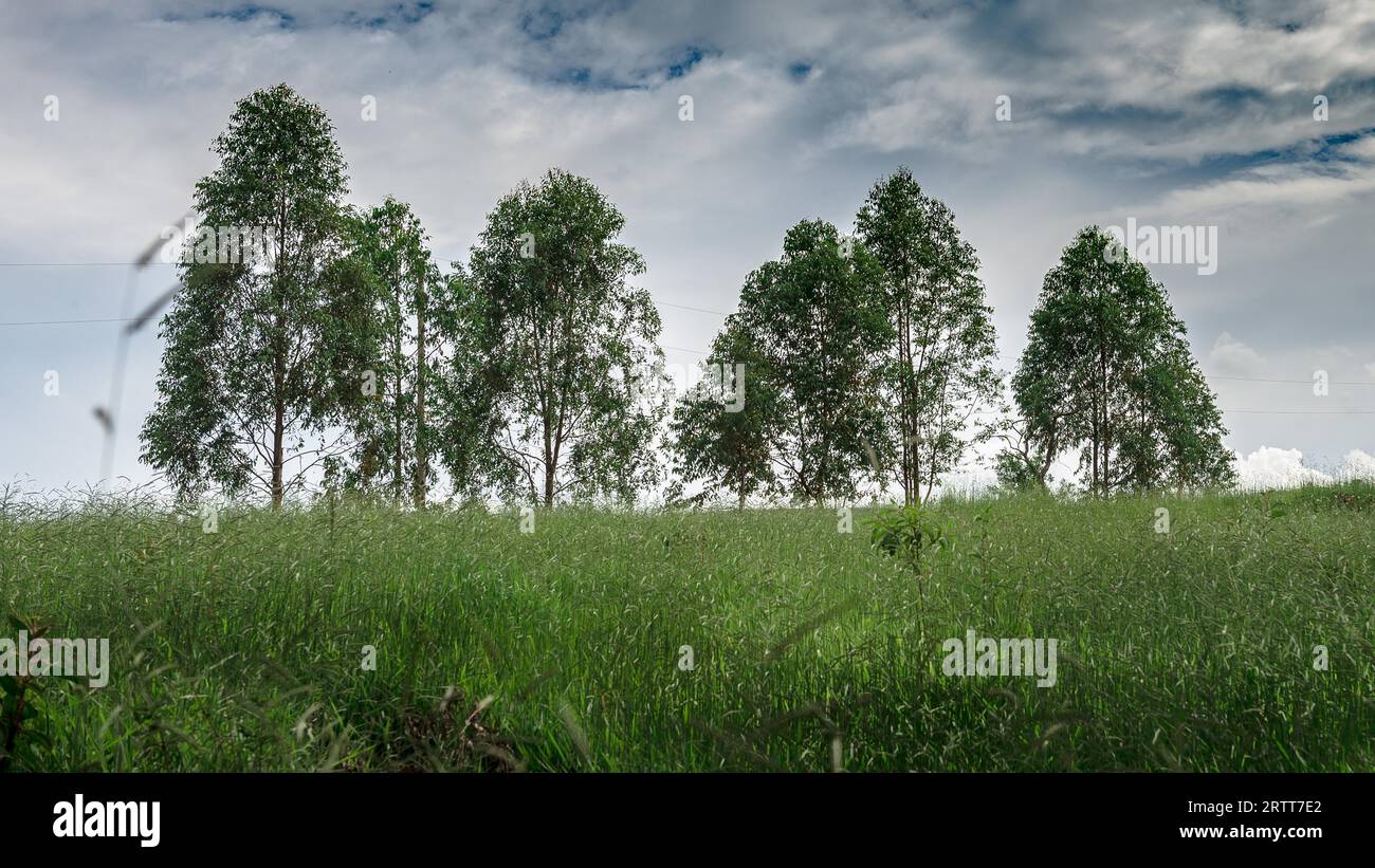 Few eucalyptus trees in Brazil forest. Its used for paper industry and others Stock Photo
