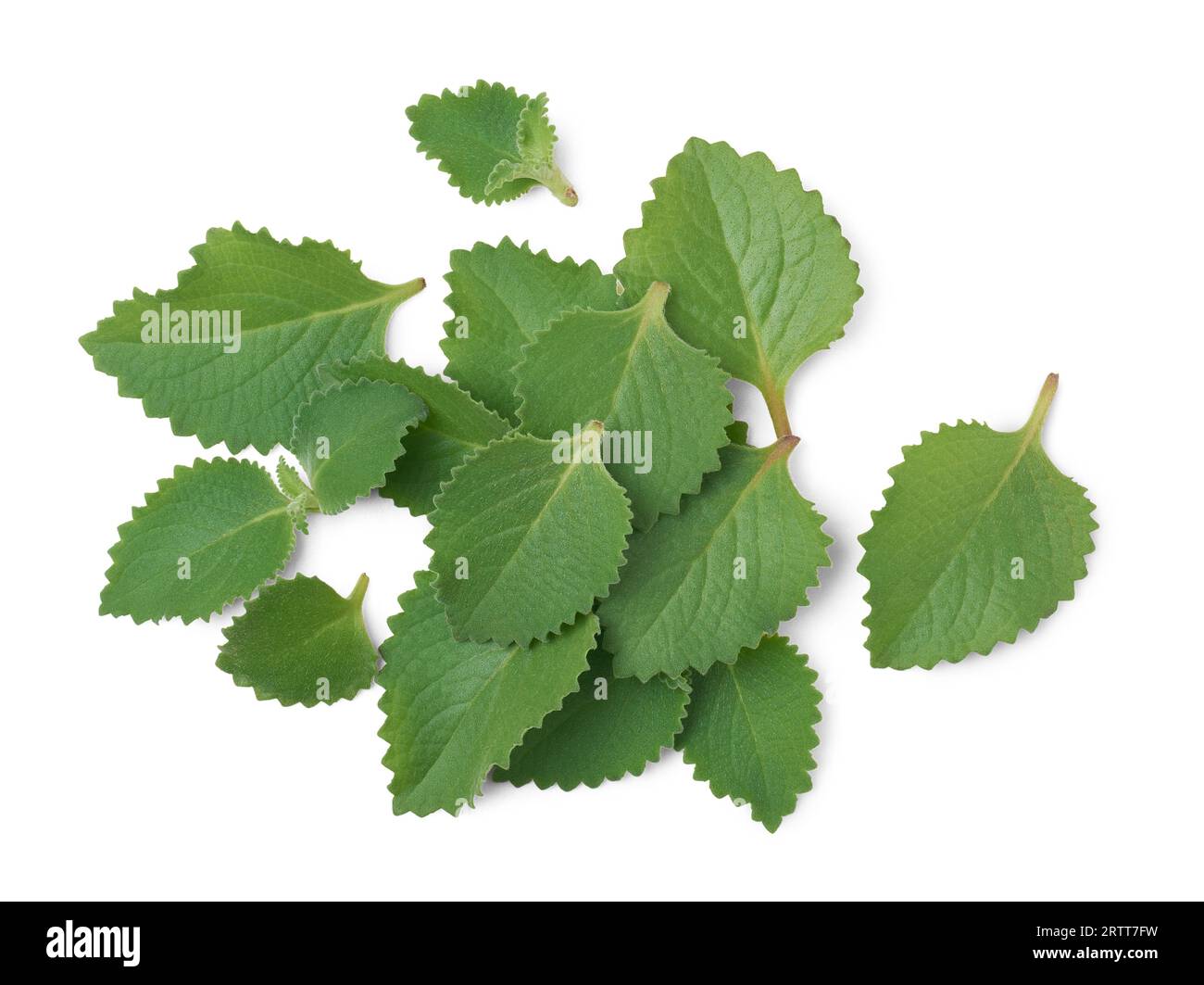 freshly harvested oregano plant leaves, aka origanum or wild marjoram, cup of widely used aromatic herbal mint family plant with leaves are covered Stock Photo