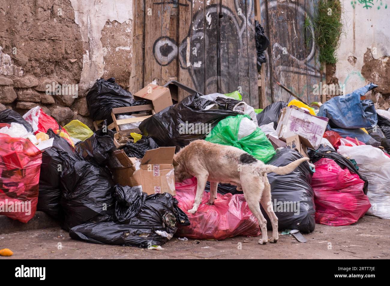 Stray dog eating litter in the street Stock Photo