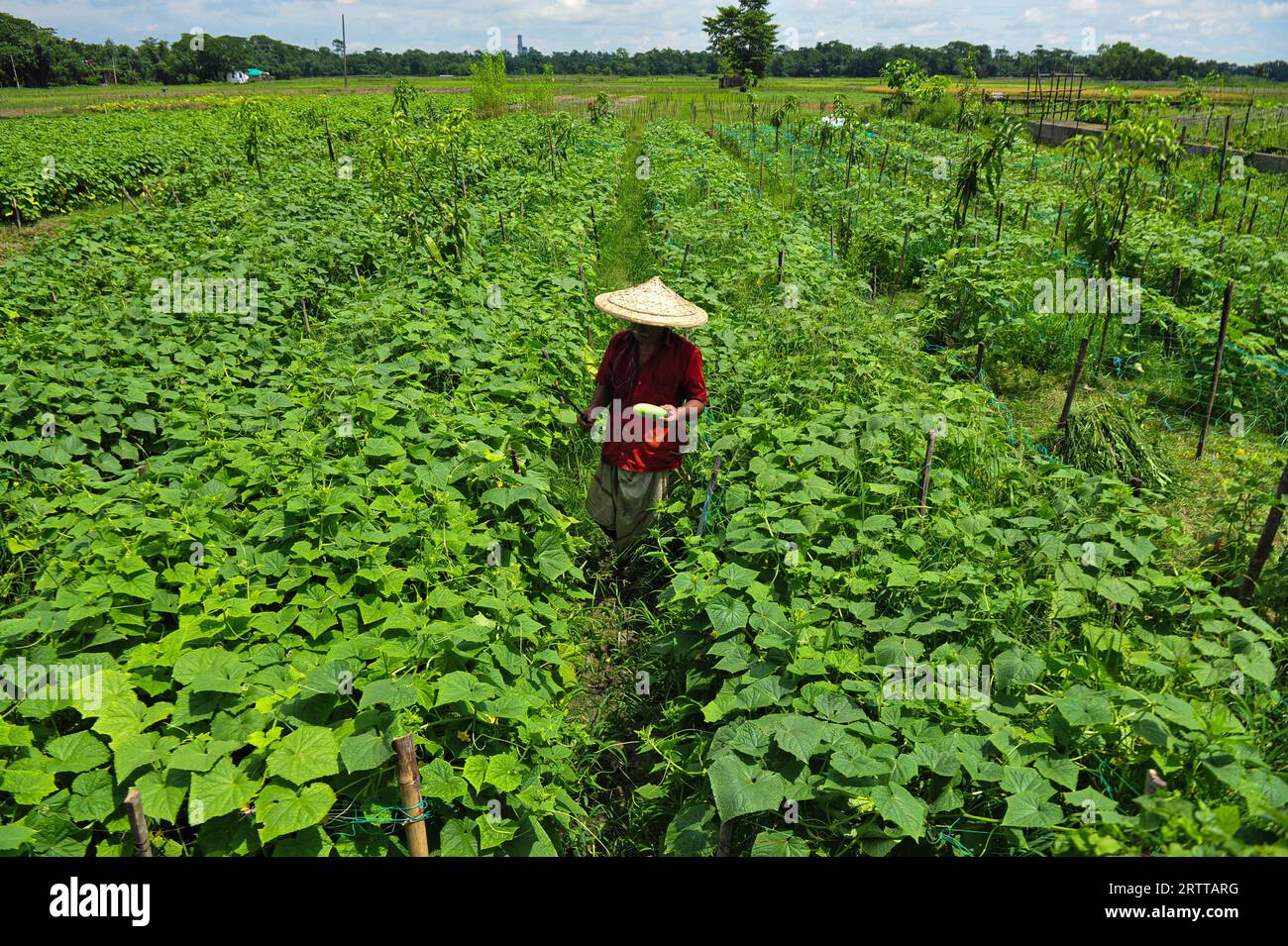 A household farmer is working at a cucumber field in Anantapur area of Kandigao Union of Sadar Upazila. All kinds of winter vegetables including tomatoes, pumpkins and beans have to be cultivated late due to heavy rains. Sylhet, Bangladesh. Stock Photo