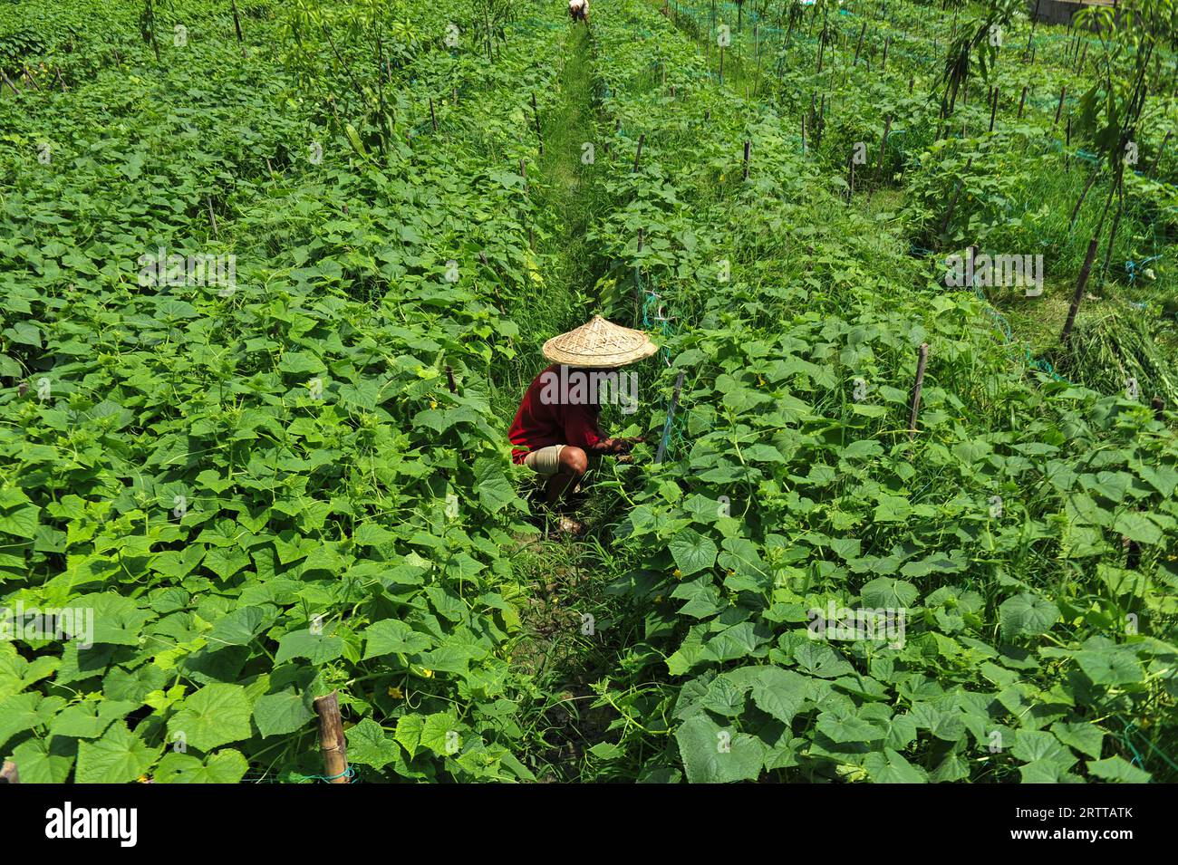 A household farmer is working at a cucumber field in Anantapur area of Kandigao Union of Sadar Upazila. All kinds of winter vegetables including tomatoes, pumpkins and beans have to be cultivated late due to heavy rains. Sylhet, Bangladesh. Stock Photo