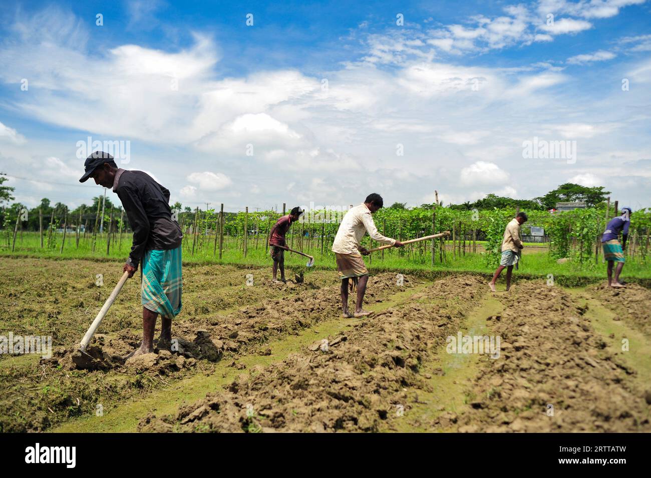 Farmers are repairing the field to cultivate tomatoes of a hybrid variety named Raja in Mashukganj area of Kandigaon Union of Sadar Upazila. Due to heavy rains, the cultivation of winter vegetables in this area is behind scheduled. Sylhet, Bangladesh. Stock Photo
