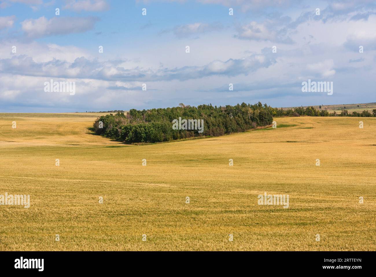 Trees near river basin on Idaho farm. In an almost completely treeless countryside, bunches of trees along river bottoms and creeks. Stock Photo