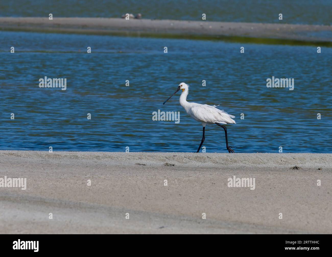 Where elegance meets the wetlands – the Eurasian Spoonbill, a true ...
