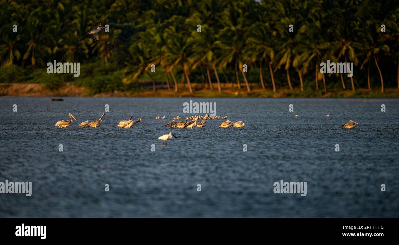 Where elegance meets the wetlands – the Eurasian Spoonbill, and Spot-billed or grey pelicans Stock Photo