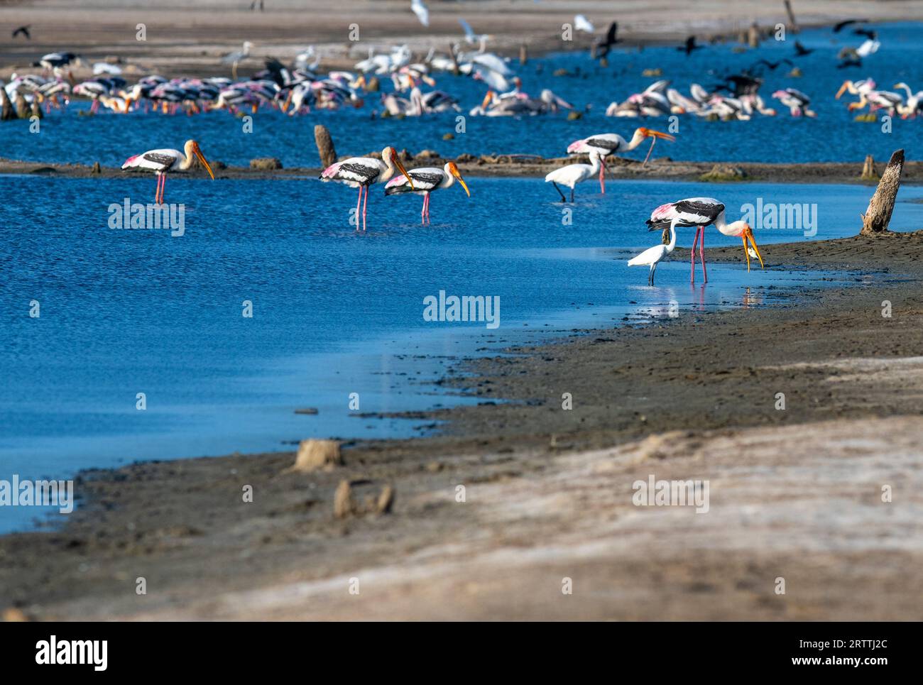 Celebrating the Grace and Beauty of the Painted Stork in its Natural Wetland Habitat Stock Photo