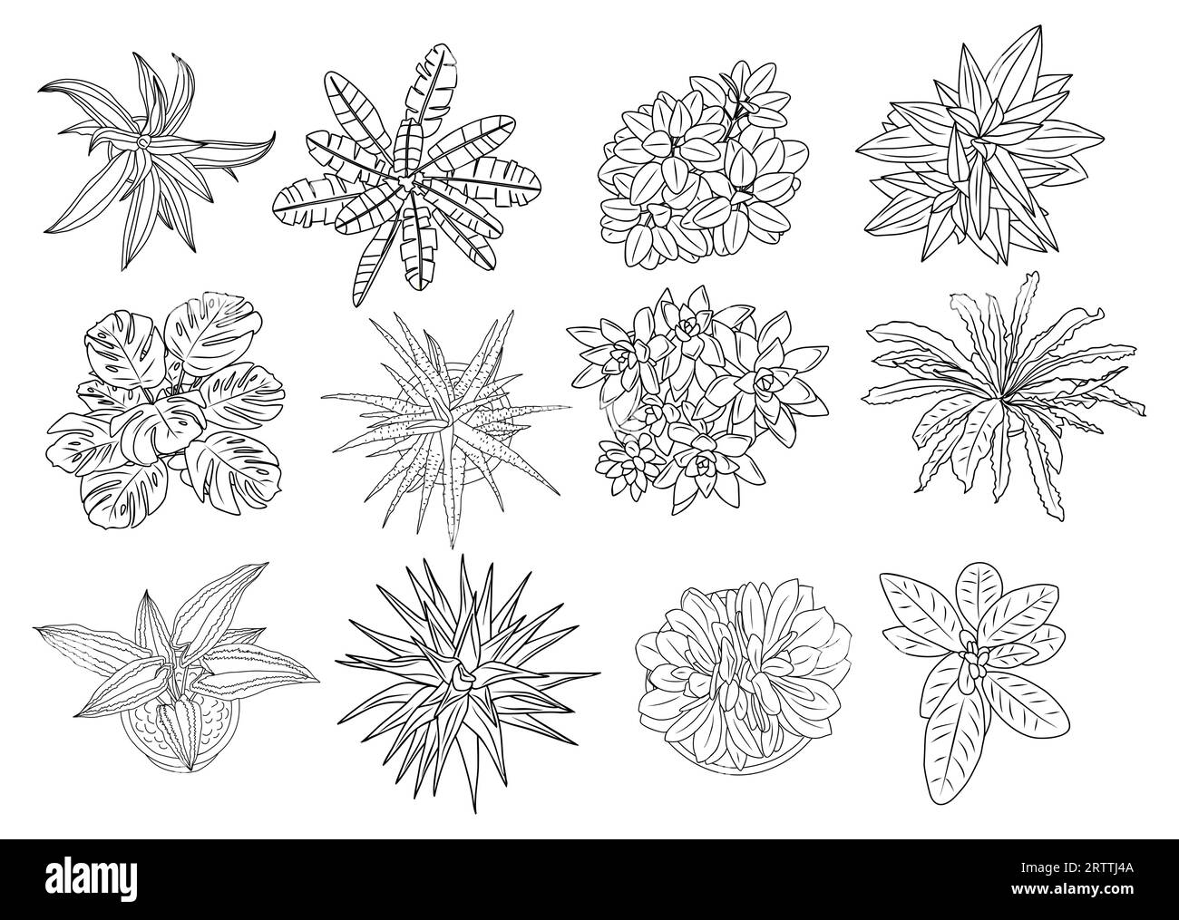 Set of different house plants top view vector Stock Vector Image & Art ...