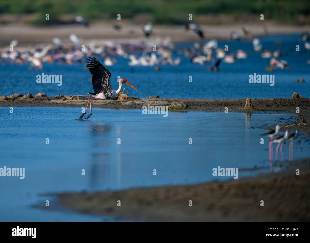 Celebrating the Grace and Beauty of the Painted Stork in its Natural Wetland Habitat Stock Photo