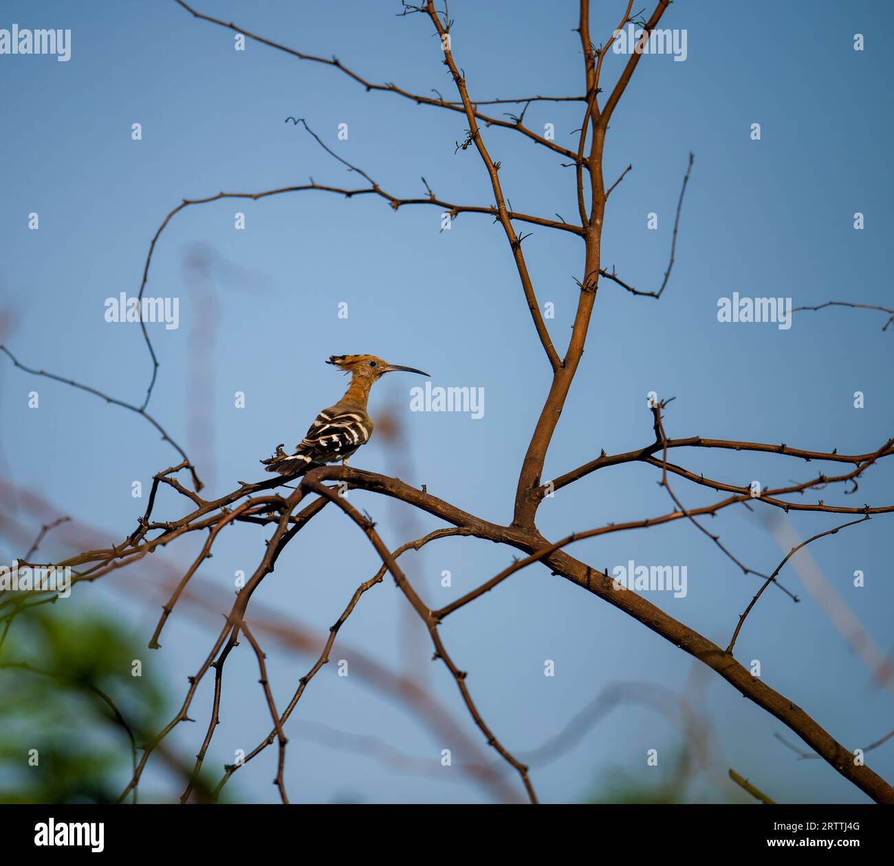 Hoopoes: Nature's Crowned Jewels Stock Photo