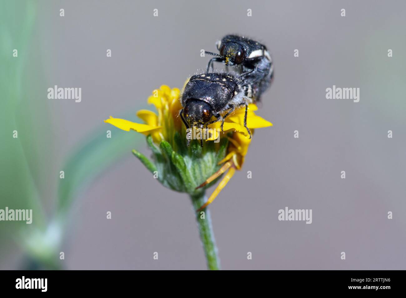 Metallic wood boring beetles hires stock photography and images Alamy