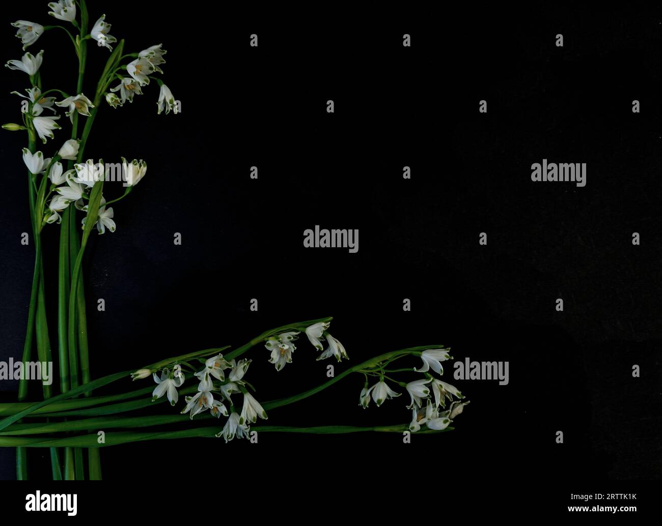 Flat Lay, postcard for death, funeral. White snowdrop flowers on black background Stock Photo