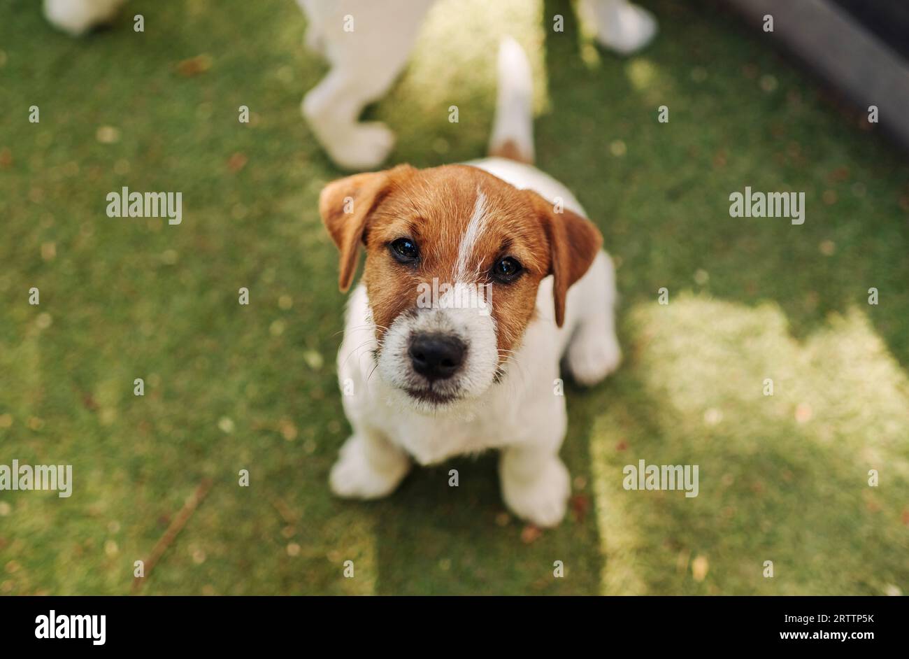 jack russell puppy on green lawn and looking at camera Stock Photo