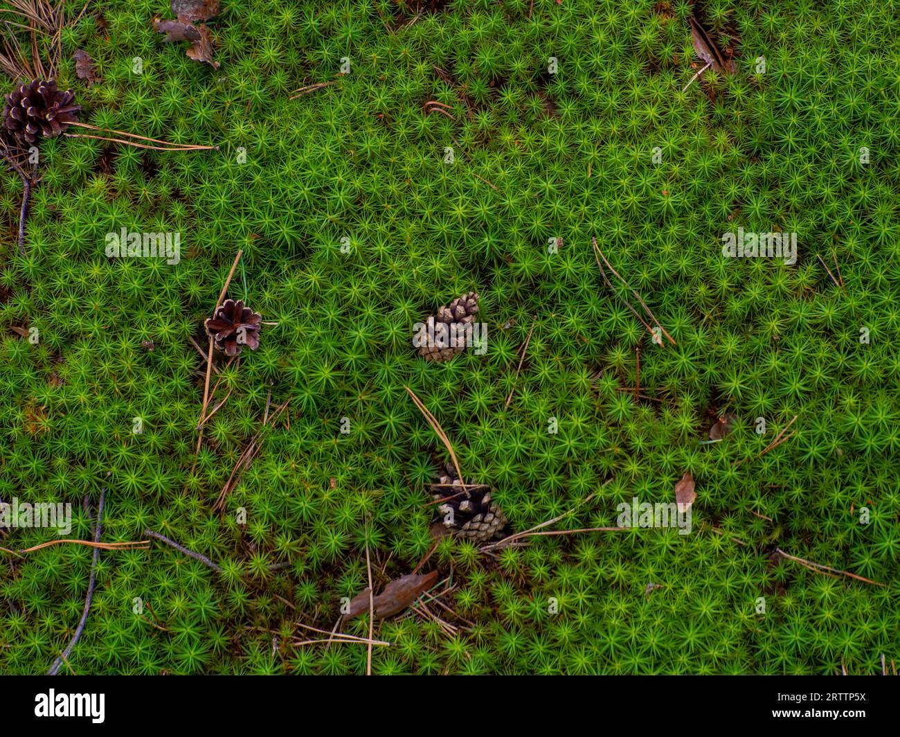 Moss star hi-res stock photography and images - Alamy