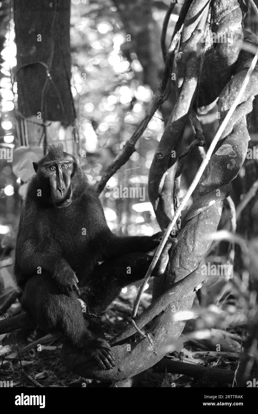Portrait of a black-crested macaque (Macaca nigra) sitting on a liana vine in Tangkoko forest, North Sulawesi, Indonesia. Climate change and disease are emerging threats to primates, while crested macaque belongs to the 10% of primate species that are highly vulnerable to droughts, according to primatologists. A recent report revealed that the temperature is indeed increasing in Tangkoko forest, and the overall fruit abundance decreased. Macaca nigra is considered a key species in their habitat, an important 'umbrella species' for biodiversity conservation. Stock Photo