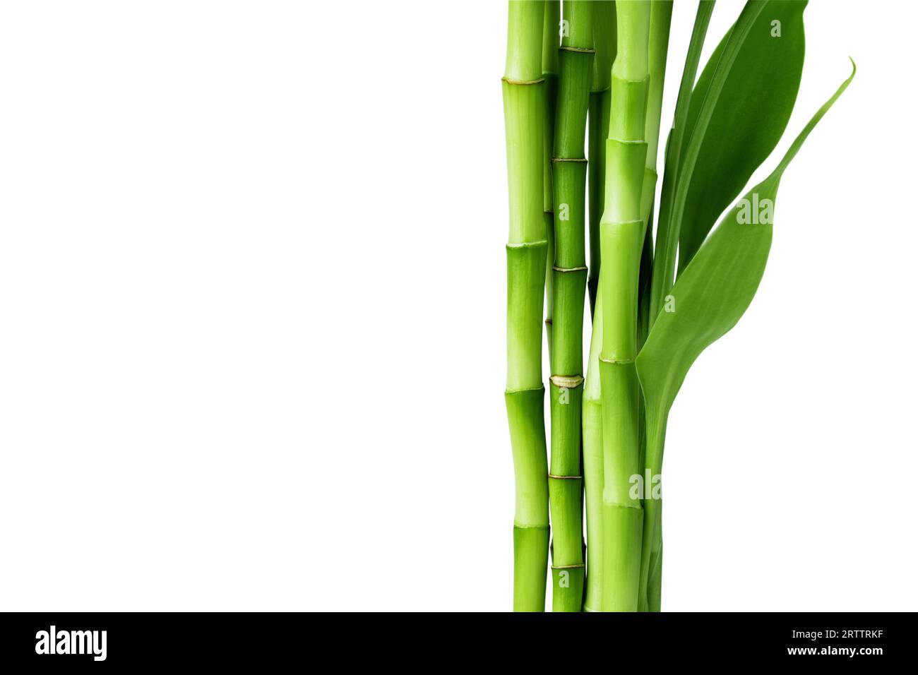Branches of bamboo isolated on white background. Bamboo shoots with