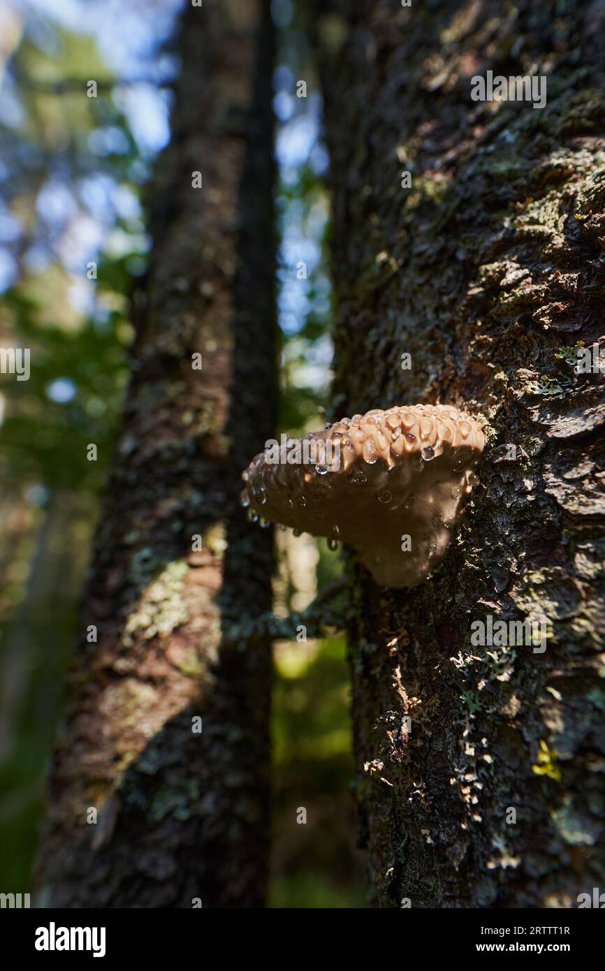 Parasitic mushrooms growing on tree bark in the forest Stock Photo Alamy
