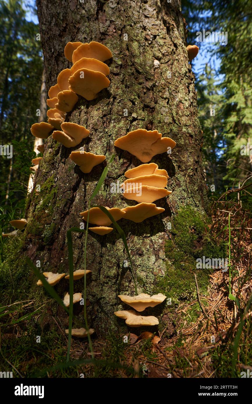 Parasitic mushrooms growing on tree bark in the forest Stock Photo Alamy