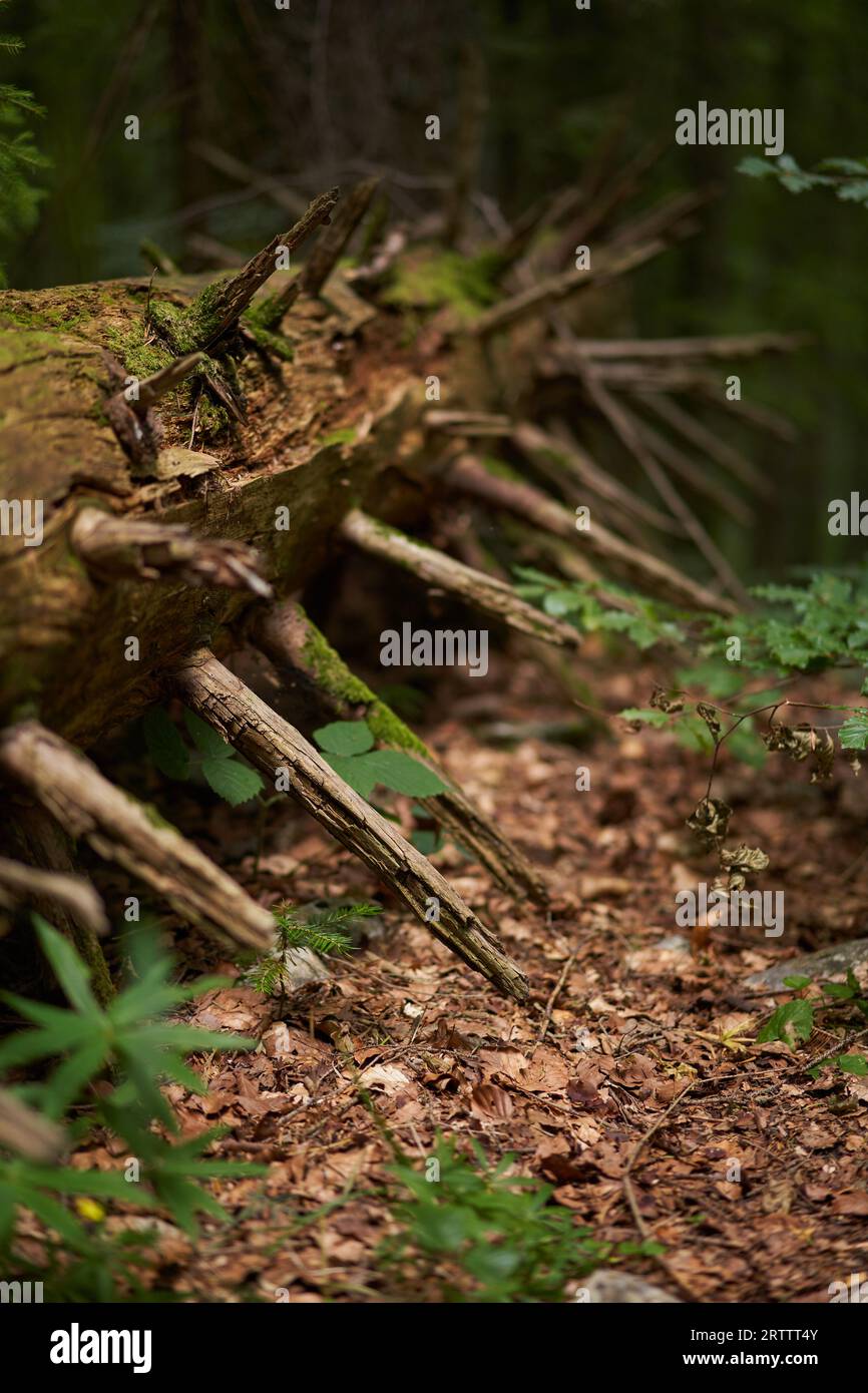 Landscape with a fir tree broken down by storm Stock Photo