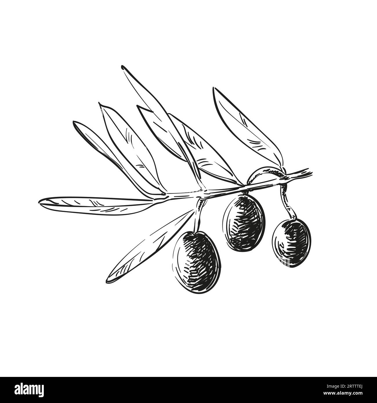 Olives and leaves hand drawn illustration, Close up olive fruit on tree ...