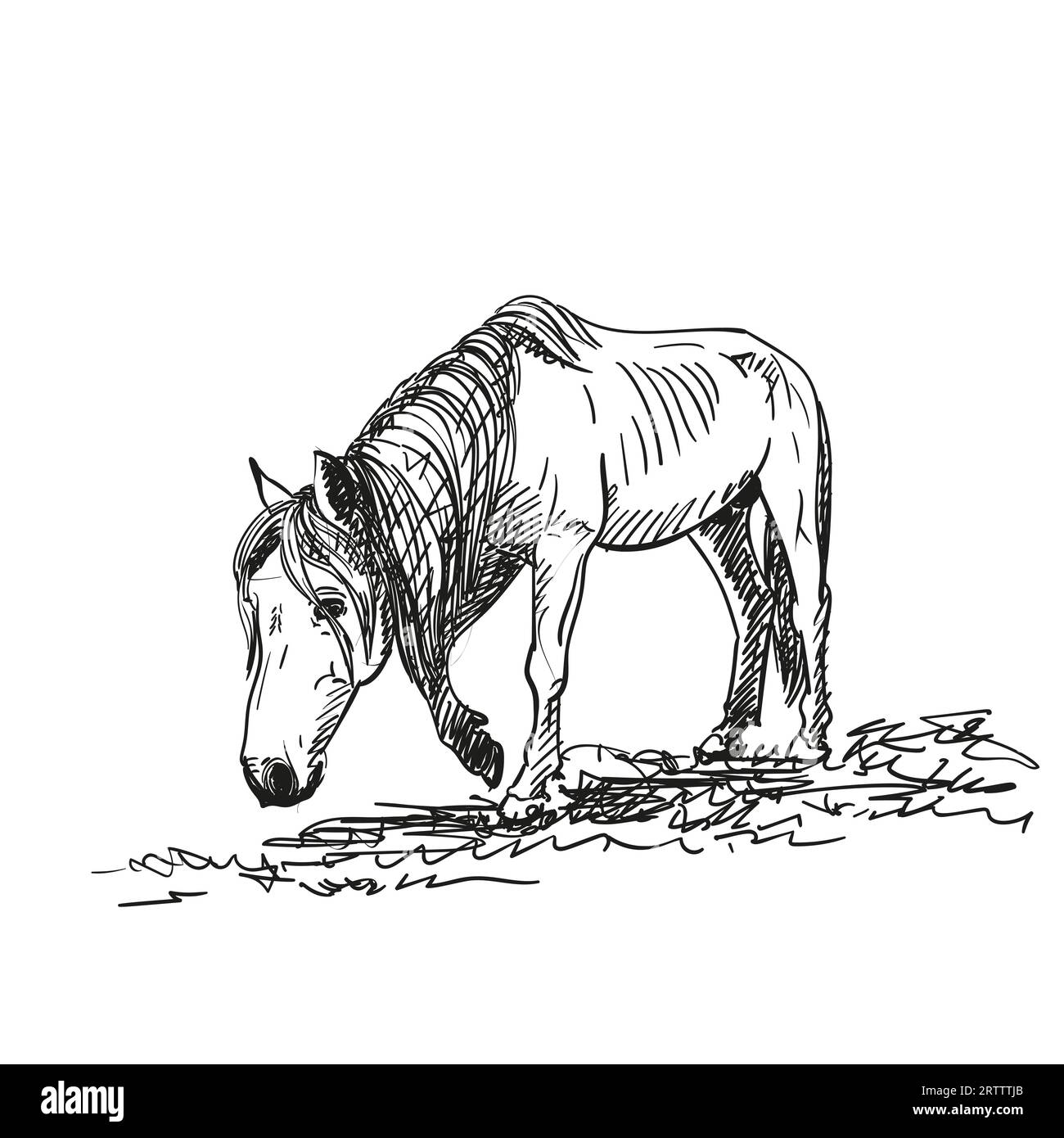 Sketch of hungry horse with protruding ribs walks slowly on grass with