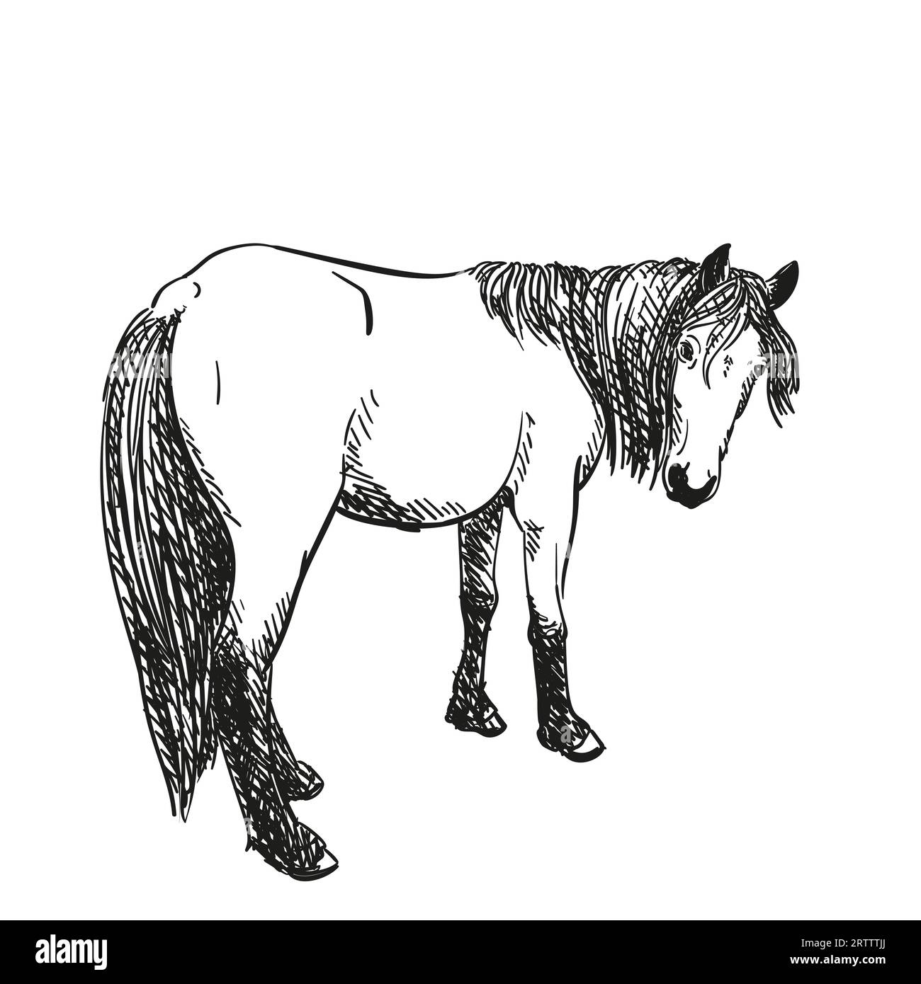 Sketch of horse with long mane turned her head to look back, full