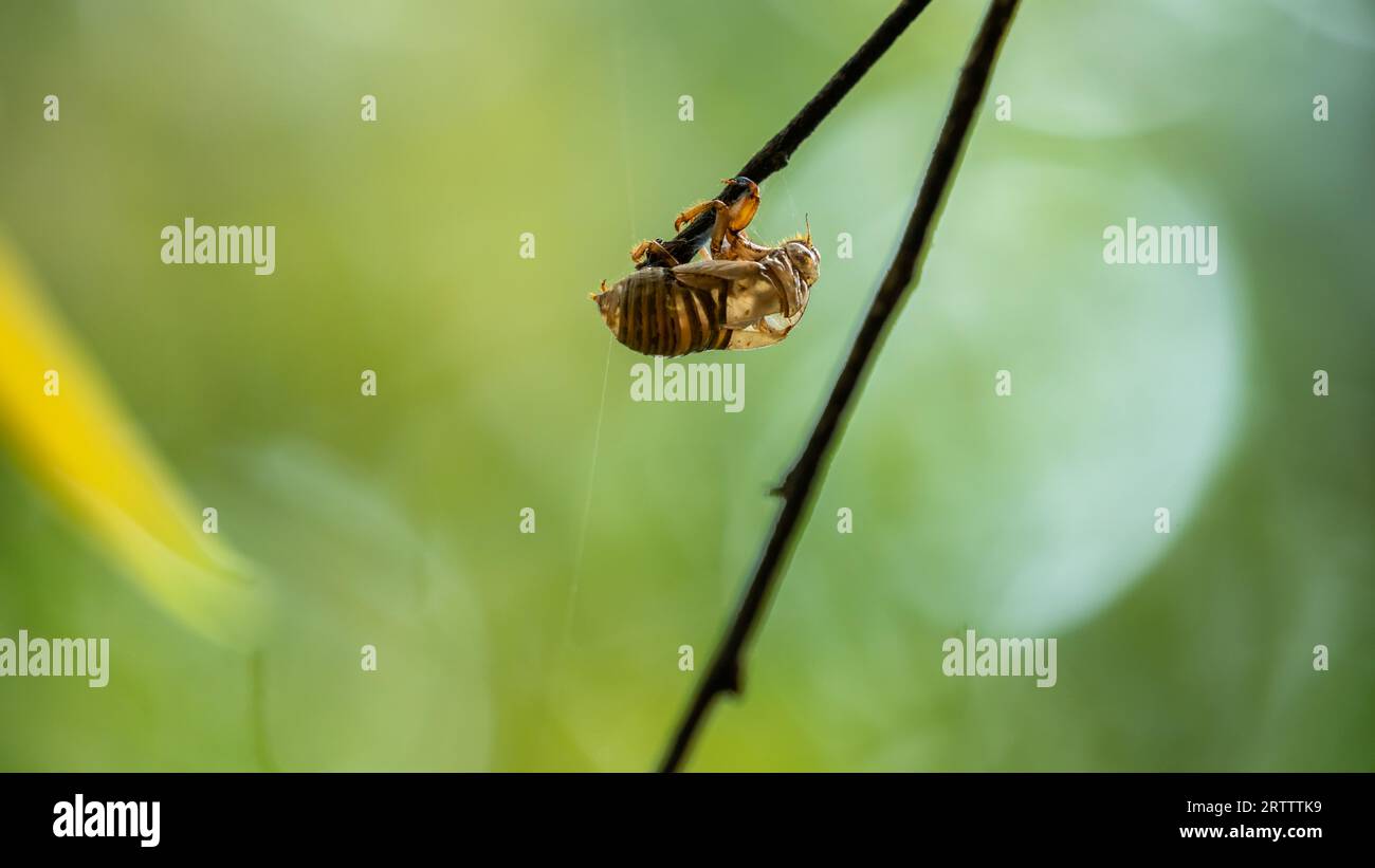 Empty Cicada exoskeleton shell hanging on a tree branch, isolated against green bokeh background, Stock Photo