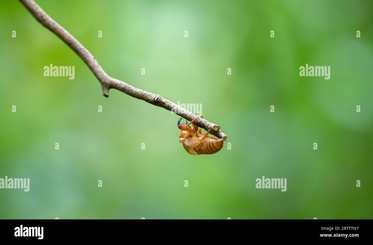 Empty Cicada exoskeleton shell hanging on a tree branch, isolated against green bokeh background, Stock Photo