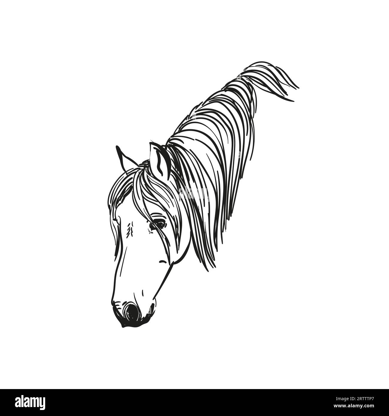 Sketch of horse head down with long mane, Vector Hand drawn