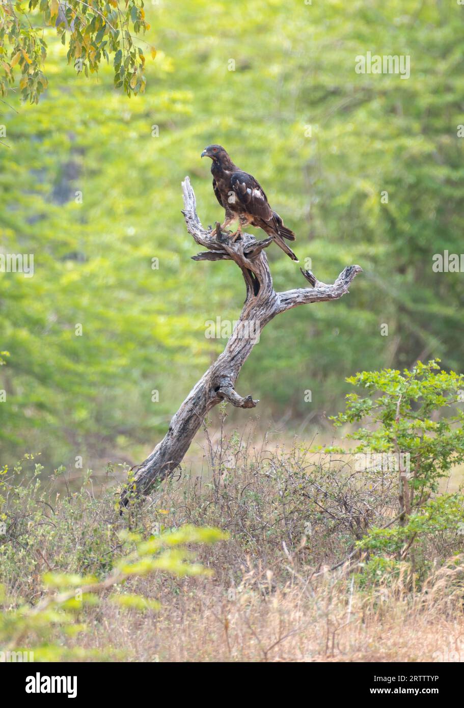 Oriental honey buzzard bird perch on a dead tree, with a beautiful tropical forest scenery in Yala national park. Stock Photo