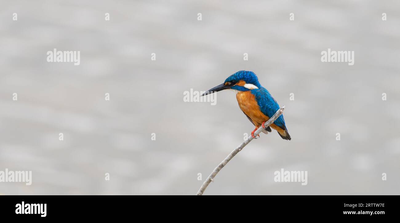 Cute little common kingfisher (Alcedo atthis) also known as Eurasian kingfisher or river kingfisher perch on a stick close up photograph. Stock Photo