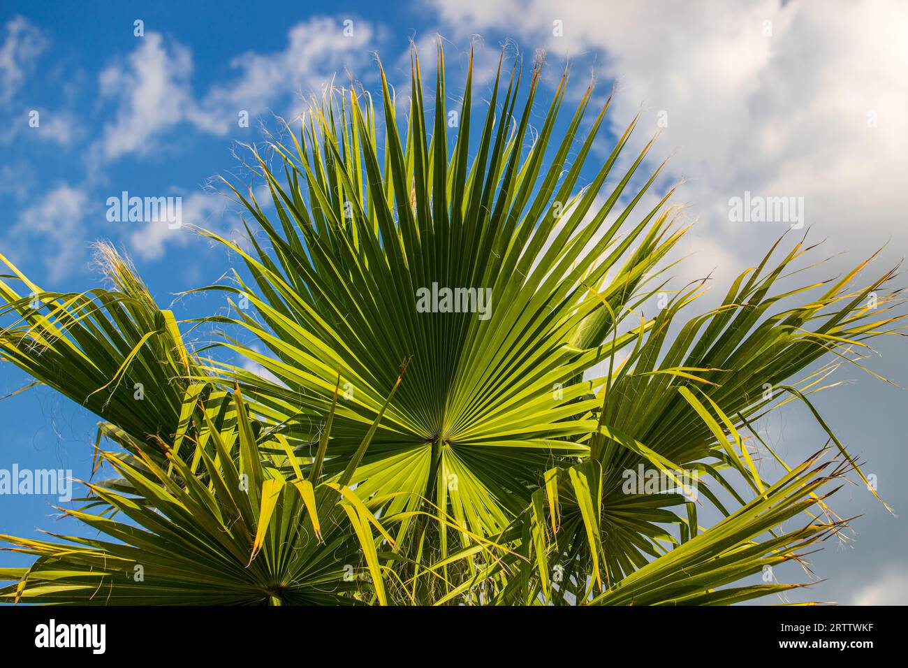 Washingtonia robusta, Mexican fan palm, Mexican washingtonia, skyduster on the blue sky background Stock Photo