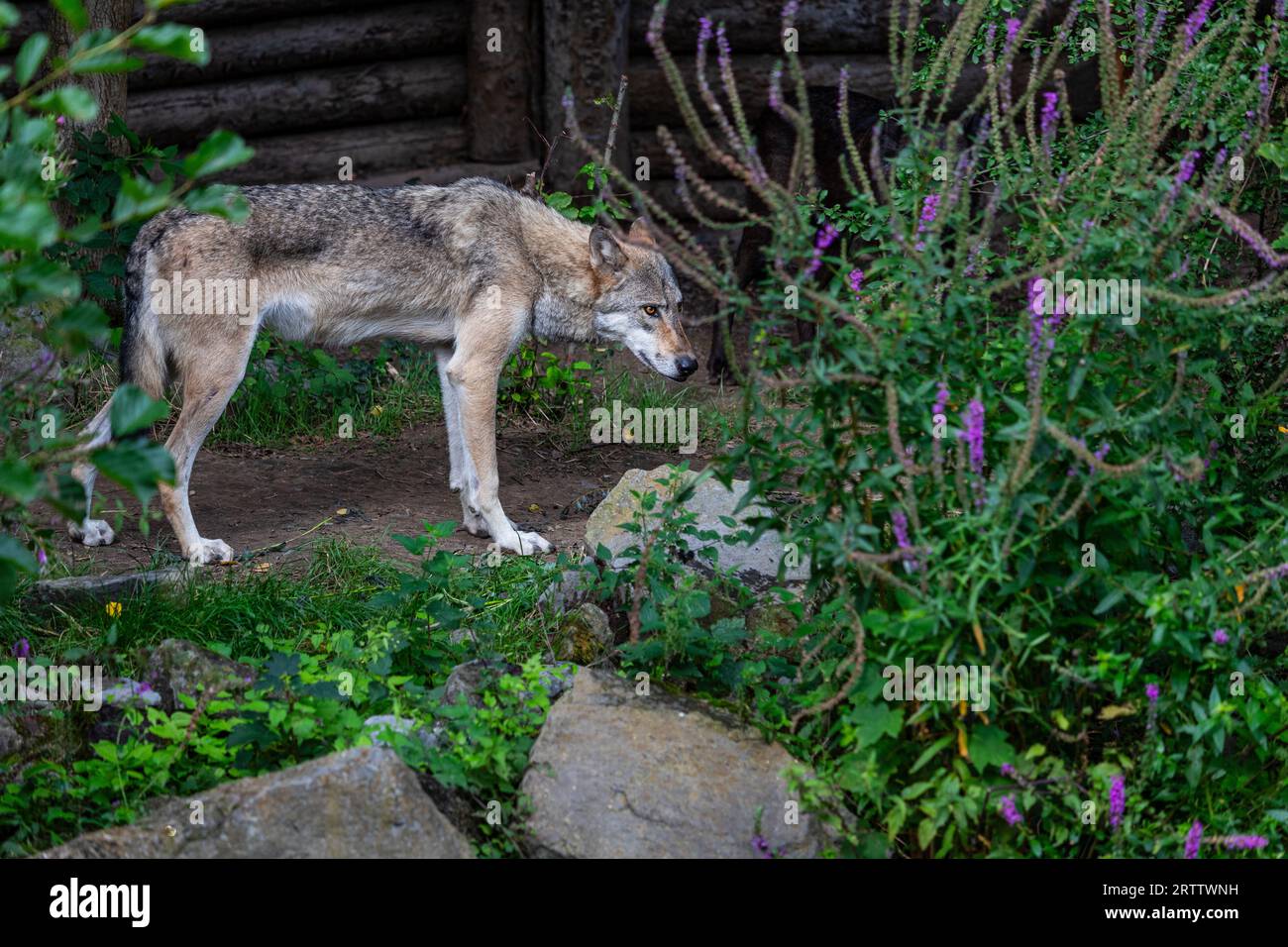 Eastern timber wolf observes the surroundings Stock Photo