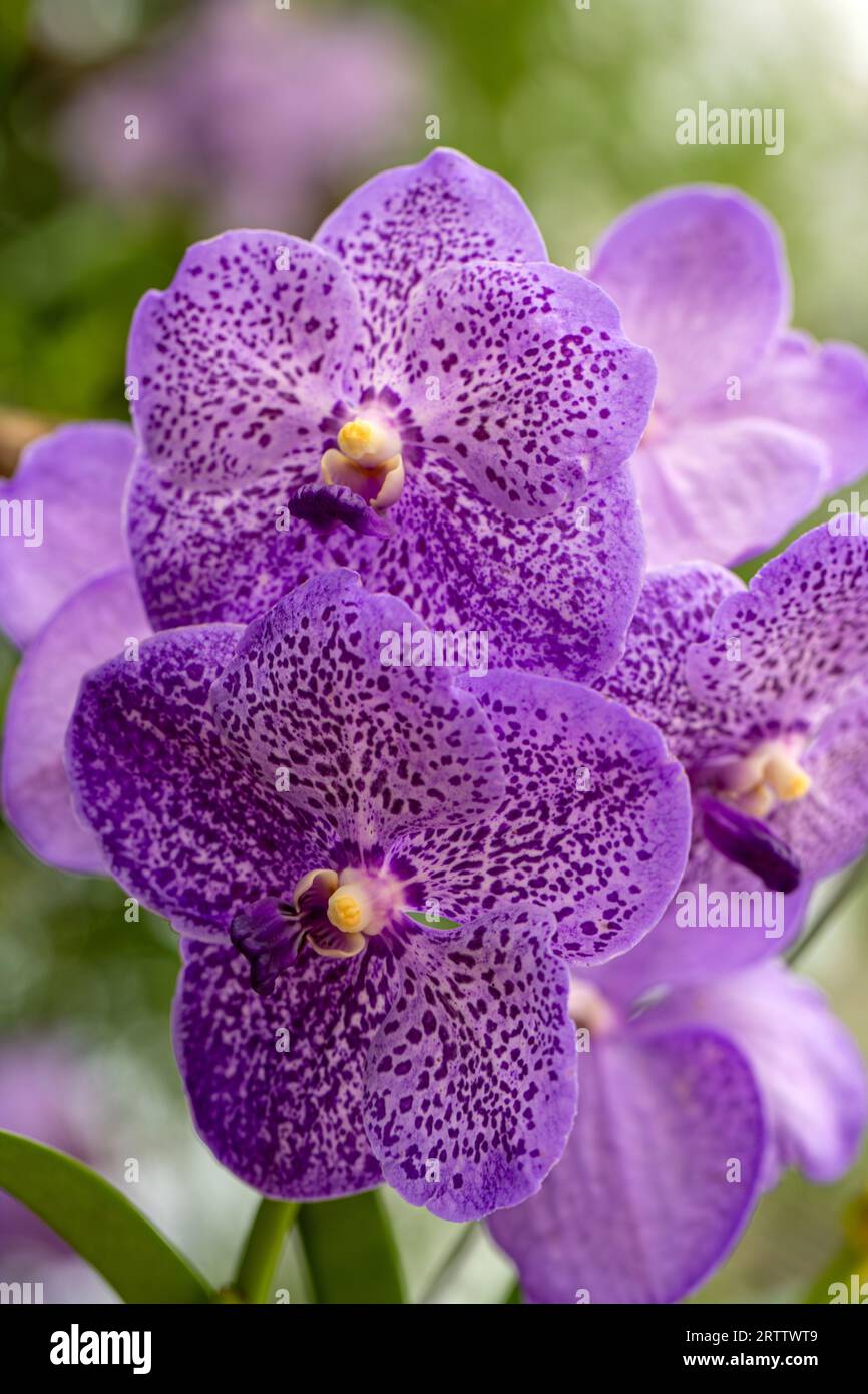 Vanda coerulea, blue orchid, blue vanda or autumn ladys tresses in the summer garden Stock Photo