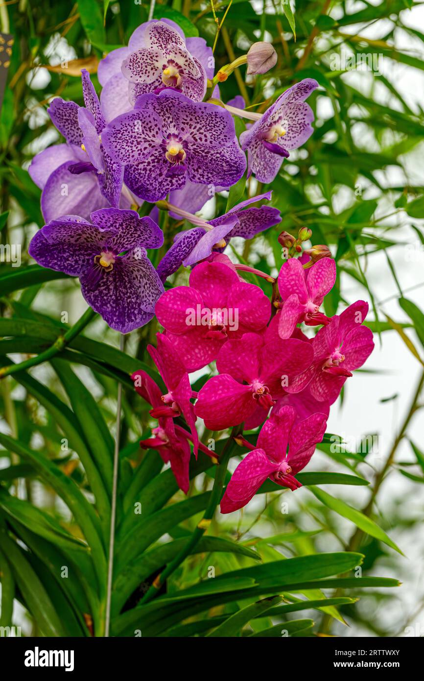 Vanda coerulea, blue and pink orchid, blue vanda or autumn ladys tresses in the summer garden Stock Photo