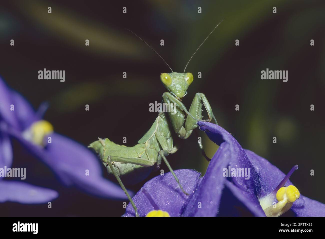 young specimen of praying mantis, Mantis religiosa; Mantidae Stock Photo